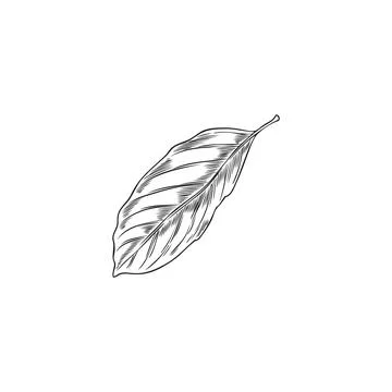 Bergamot tree leaf engraved sketch, vector hand drawn falling floral elemen.. 스톡 일러스트