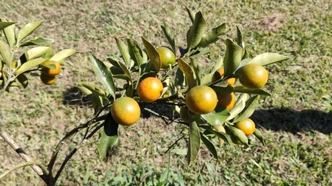 Bergamot tree swaying in the wind. Stock Footage 153721593