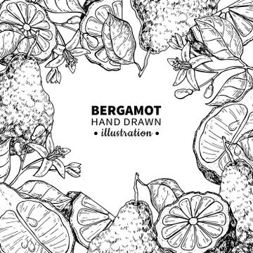 Bergamot vector drawing frame. Isolated vintage  template of cit Stock Illustration