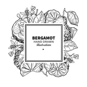 Bergamot vector drawing frame. Isolated vintage  template of cit Stock Illustration