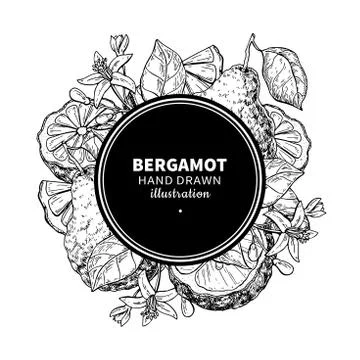 Bergamot vector drawing frame. Isolated vintage  template of cit 库存插图