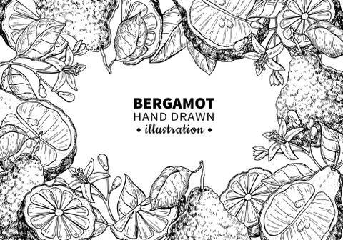 Bergamot vector drawing frame. Isolated vintage  template of cit Иллюстрация