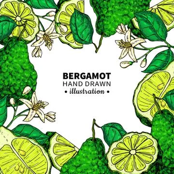 Bergamot vector drawing frame. Isolated template of citrus fruit 스톡 일러스트