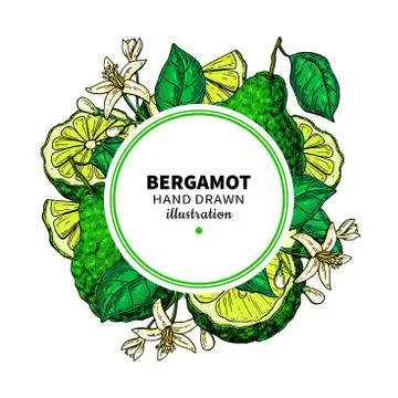 Bergamot vector drawing frame. Isolated template of citrus fruit 스톡 일러스트