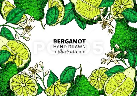 Bergamot vector drawing frame. Isolated template of citrus fruit Stock Illustration