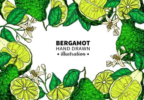 Bergamot vector drawing frame. Isolated template of citrus fruit 스톡 일러스트