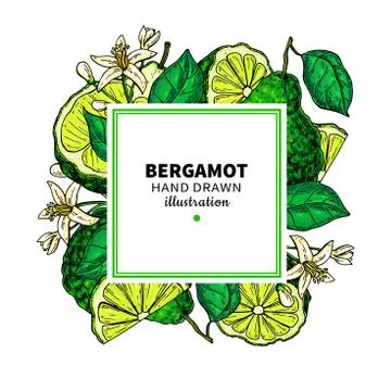 Bergamot vector drawing frame. Isolated template of citrus fruit Stock Illustration