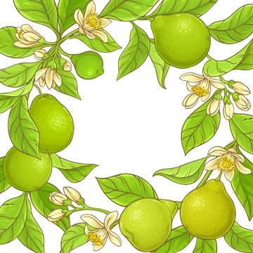Bergamot  vector frame Stock Illustration