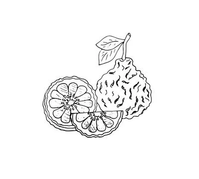 Bergamot vector hand-drawn sketch. Isolated illustration of citrus fruit wi.. Stock Illustration