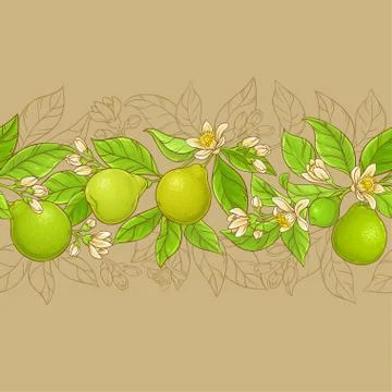 Bergamot vector horizontal pattern Stock Illustration
