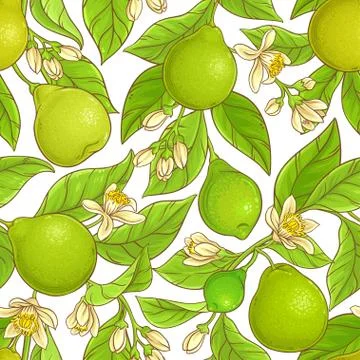 Bergamot  vector pattern Stock Illustration