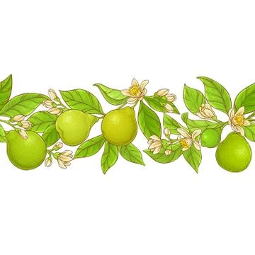 Bergamot  vector pattern Stock Illustration