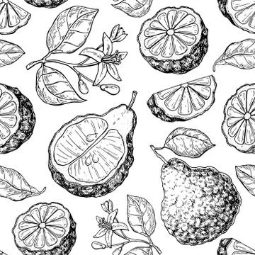 Bergamot vector seamless pattern drawing. Isolated vintage background of citr Stock Illustration