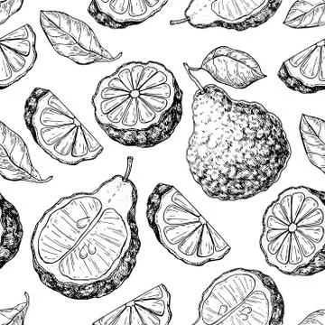 Bergamot vector seamless pattern drawing. Isolated vintage background of citr Stock Illustration