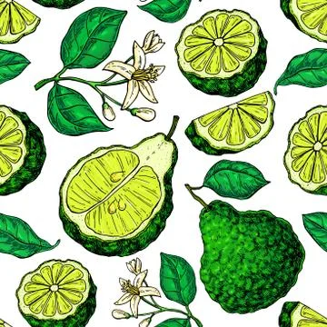 Bergamot vector seamless pattern drawing. Stock Illustration