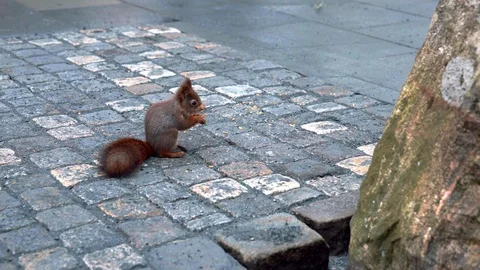 BERGEN - squirrel 스톡 동영상 104101078