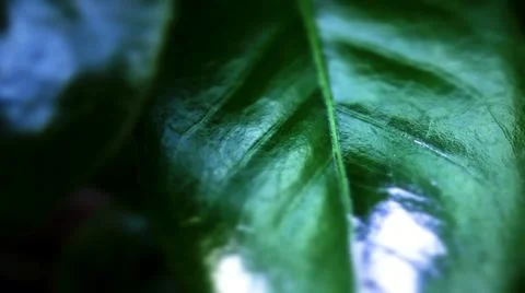 Bergenia leaf Stock Footage 10824456