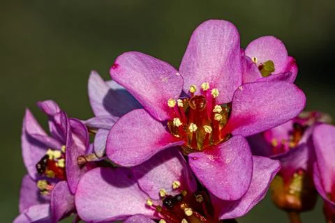 Bergenia Stock Photos