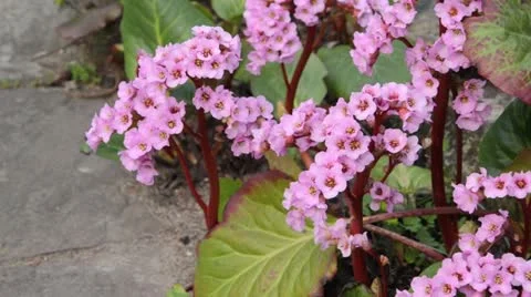 Bergenia Rosette Stock Footage 13995644