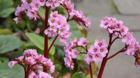 Bergenia Rosette Stock Footage 13995806