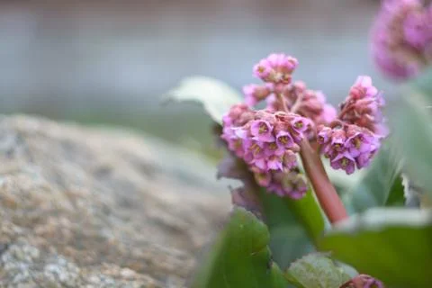 Bergenia. soft focus Stock Photos