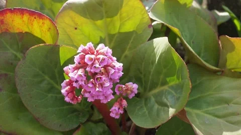 Bergenia in Spring Garden 스톡 동영상 242191017
