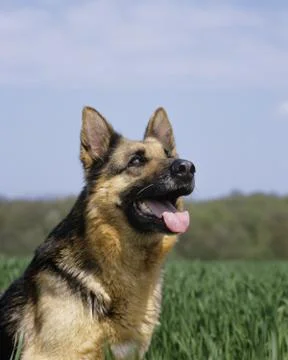 BERGER ALLEMAND Stock Photos