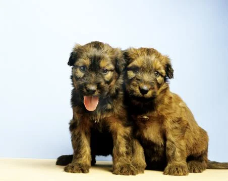 BERGER DE BRIE Stock Photos