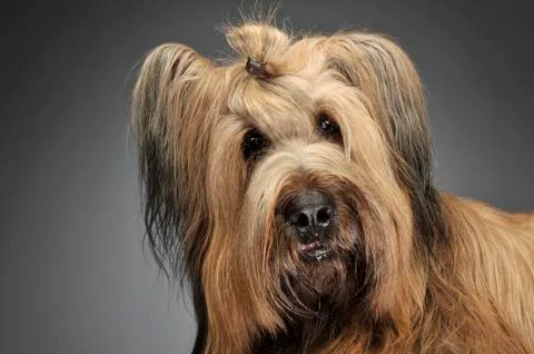 Berger de Brie posing in a grey photo studio Stock Photos