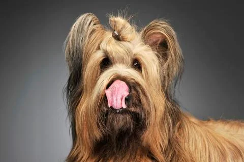 Berger de Brie posing in a grey photo studio Stock Photos