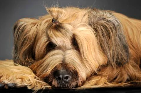 Berger de Brie posing in a grey photo studio Stock Photos