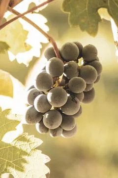 Bergeracois grape Stock Photos