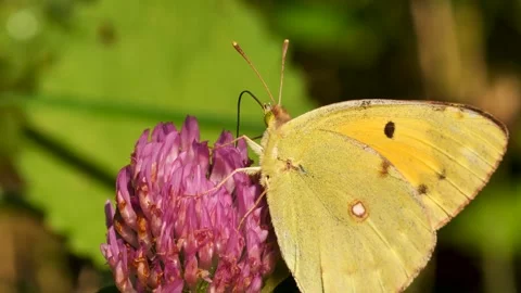 Berger's Clouded Yellow Stock Footage 331081166
