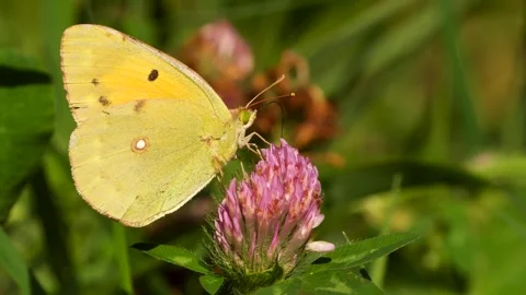 Berger's Clouded Yellow Stock-Footage 332942155