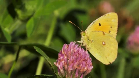 Berger's Clouded Yellow Video stock 333327669