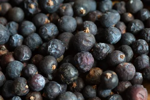 Beries of Juniper, Juniperus communis Foto stock