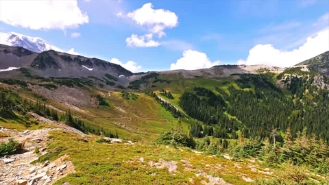 Berkeley Park Trail Wildflower Meadows with Mount Rainier View, Washington State Stock Footage 332087515