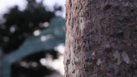 Berkely SatherGate Dolly 4 Video stock 79019294