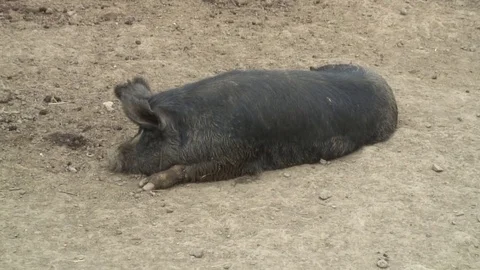 Berkshire Pig on the Ground Stock Footage 76261408