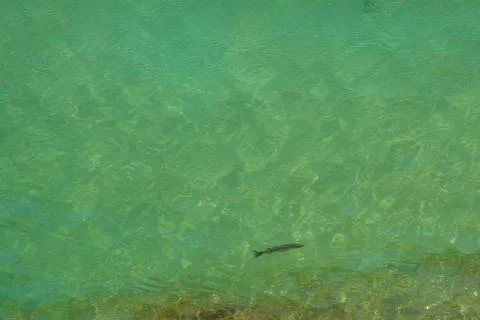 Berlengas Stock Photos