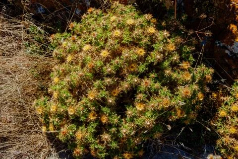 Berlengas Stock Photos