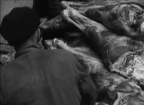 BERLIN - 1946: Handling - Workers pull a carcass from a stacked load Stock Footage 344495853