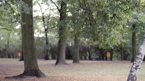 Berlin Autumn Park View Video stock 68194069