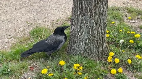 Berlin: A carrion crow is seen scavenging for food on the ground, 4K Stock Footage 188481177