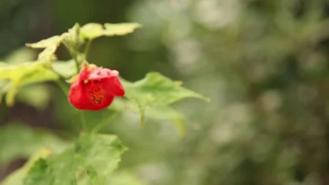 Berlin Flower Stock Footage 81545041
