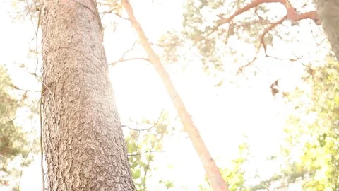 Berlin Forest Stock Footage 81545056