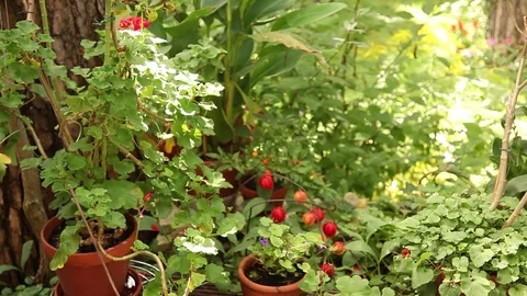 Berlin Garden 1 Stock Footage 81545049