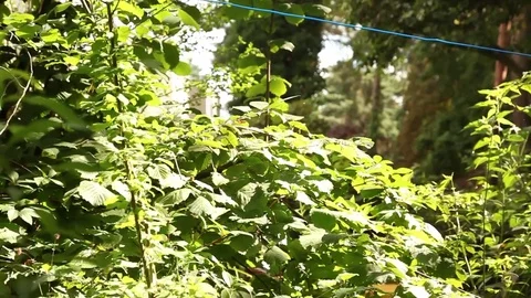 Berlin Garden 2 Stock Footage 81544991