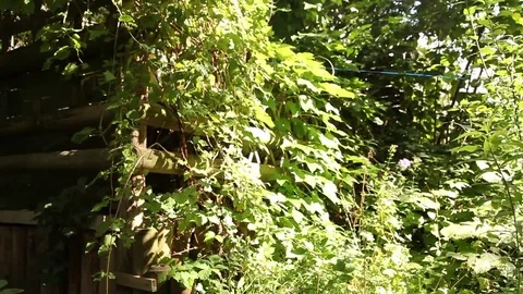 Berlin Garden 3 Stock Footage 81545090