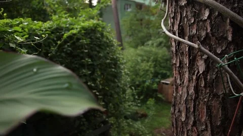 Berlin Garden Enter Stock Footage 81545094